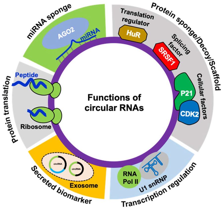 Creative Biolabs circRNA 已知功能示意圖