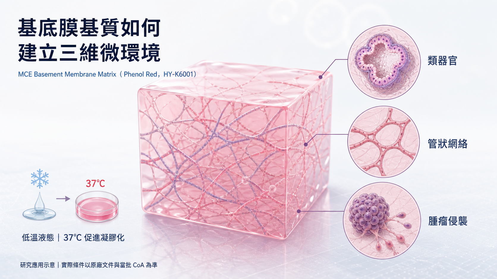 MCE Basement Membrane Matrix 三維微環境與研究應用示意圖